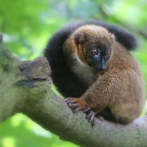 20635_roodbuikmaki_eulemur-rubriventer