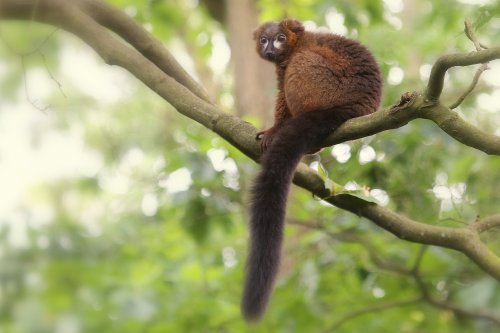 20636_roodbuikmaki_eulemur-rubriventer