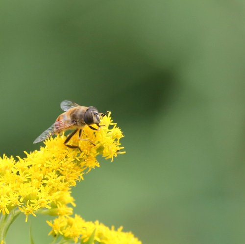 20050_blinde-bij_eristalis-tenax