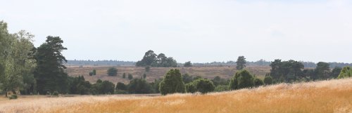 30071_bispingerheide_duitsland