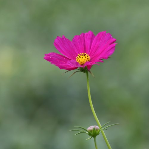 40091_cosmos_cosmos_bipinnatus_planten
