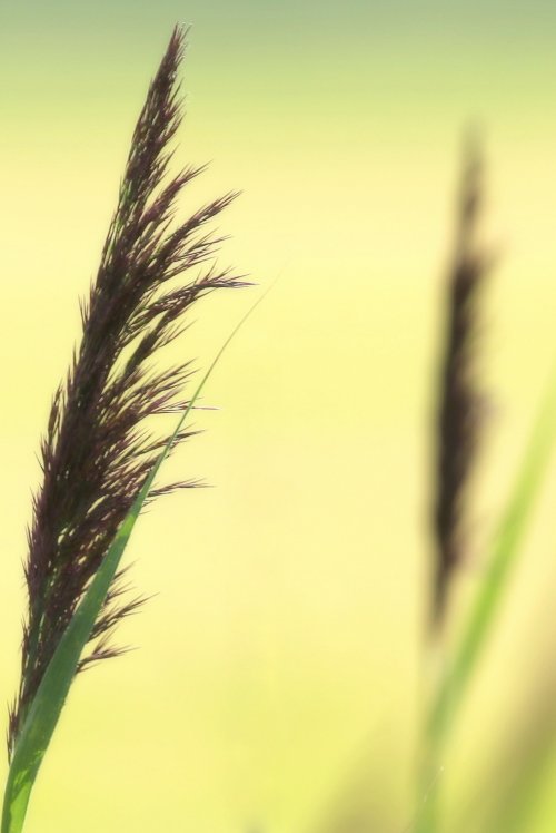 40630_riet_phragmites-australis