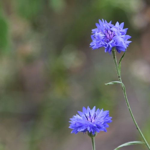 40380_korenbloem_centaurea-cyanus