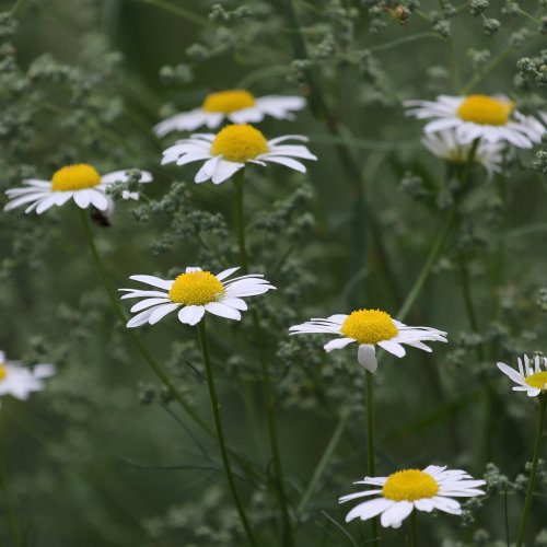 40625_reukeloze-kamille_tripleurospermum-maritimum