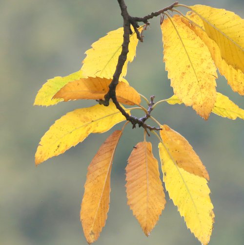 40710_tamme-kastanje_castanea-sativa