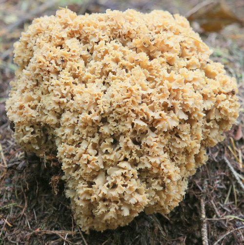 40219_grote-sponszwam_sparassis-crispa
