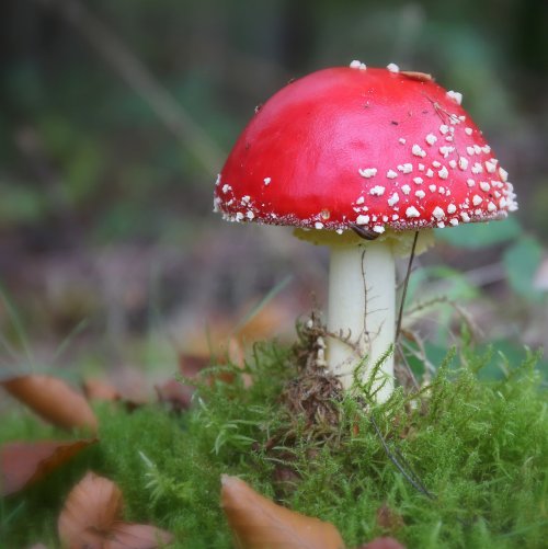 40845_vliegenzwam_amanita-muscaria