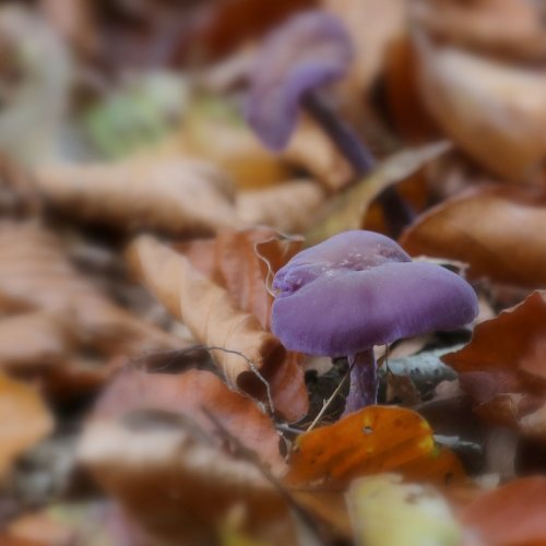 40030_amethistzwam_laccaria-amethystina
