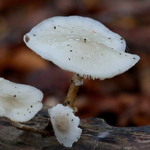 40578_porseleinzwam_oudemansiella-mucida