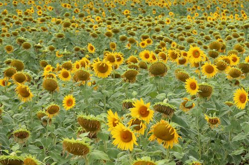 40970_zonnebloemveld_frankrijk