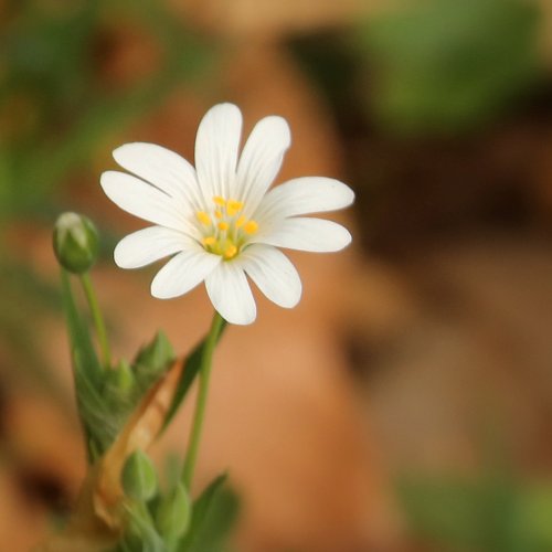 40216_grote-muur_stellaria-holostea