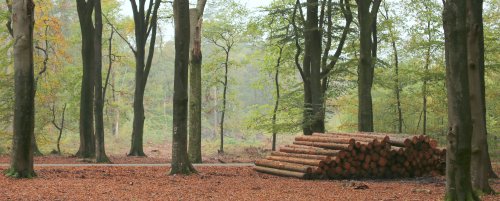 40415_leuvenumse-bossen_elspeet