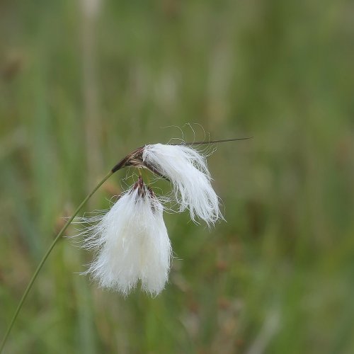 40825_veenpluis_eriophorum-angustifolium