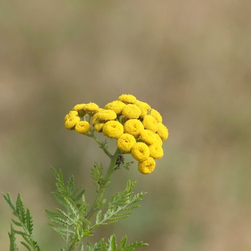 40060_boerenwormkruid_tanacetum-vulgare