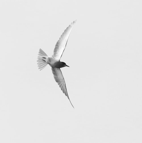 50993_zwarte-stern_chlidonias-_niger
