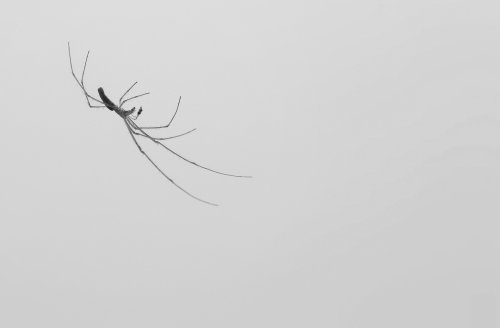 50680_strekspin_tetragnatha-extensa