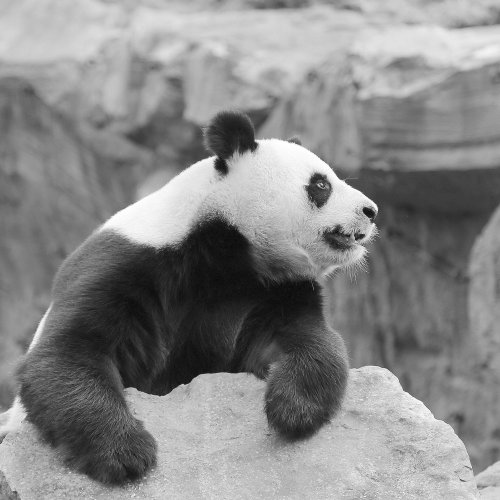 50621_reuzenpanda_ailuropoda-melanoleuca
