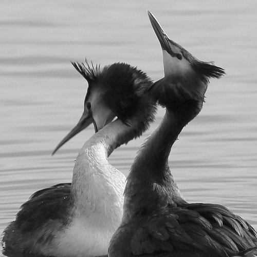 50195_futenbalts_podiceps-cristatus