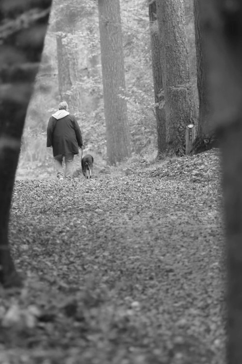 50050_boswandeling_ermelo