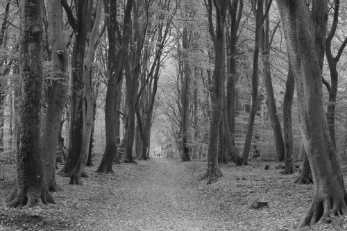 50665_speulderbos_drie