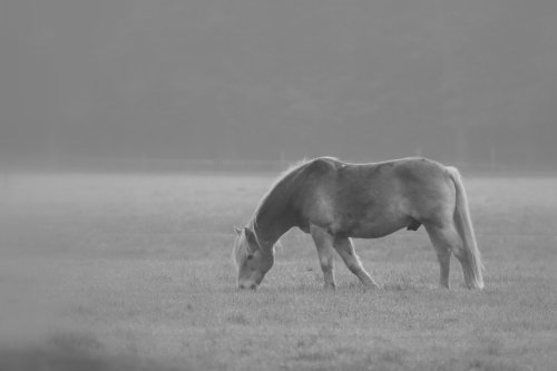 50290_in-stilte_elspeet