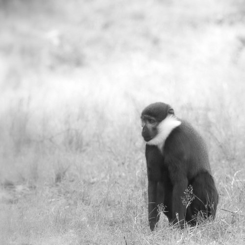 50410_l_hoest-meerkat_allochrocebus-lhoesti
