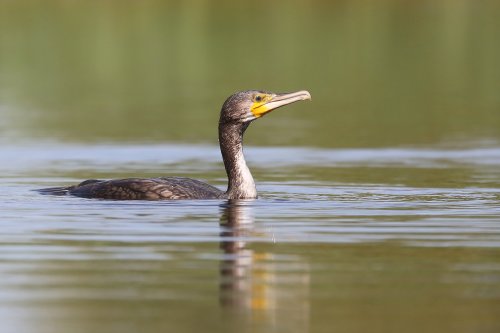 10003_aalscholver_phalacrocorax-carbo
