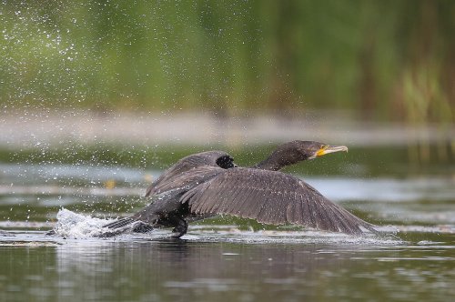 10004_aalscholver_phalacrocorax-carbo