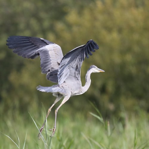 10063_blauw-reiger_ardea-cinerea