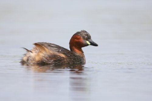 10112_dodaars_tachybaptus-ruficollis