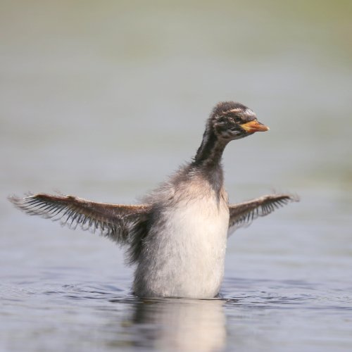 10113_dodaars_tachybaptus-ruficollis