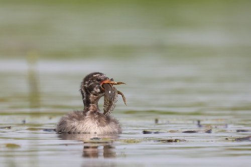 10114_dodaars_tachybaptus-ruficollis