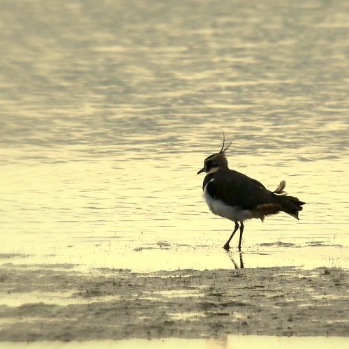 10341_kievit-kuiken_vanellus-vanellus