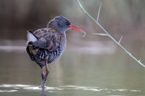 10870_waterral_rallus-aquaticus