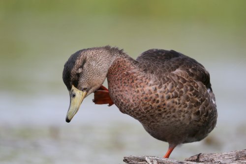 10877_wilde-eend-vrouw_anas-platyrhynchos