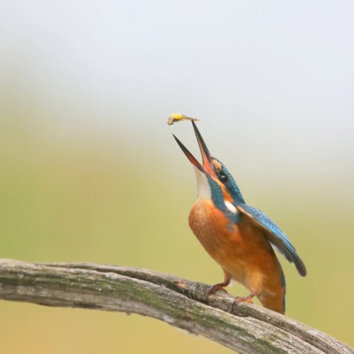 10908_ijsvogel-man_alcedo-atthis