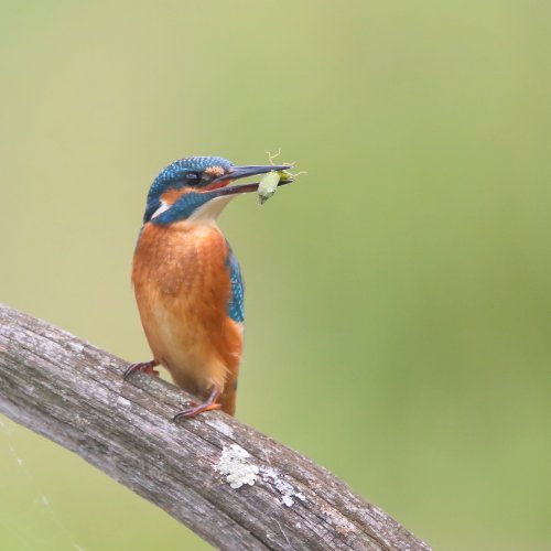 10909_ijsvogel-man_alcedo-atthis