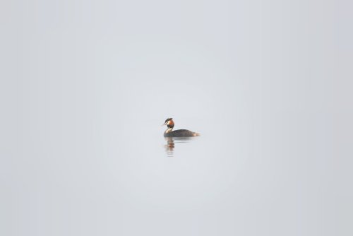 10174_fuut-podiceps-cristatus