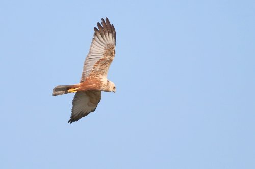 10098_bruine-kiekendierf_circus-aeruginosus