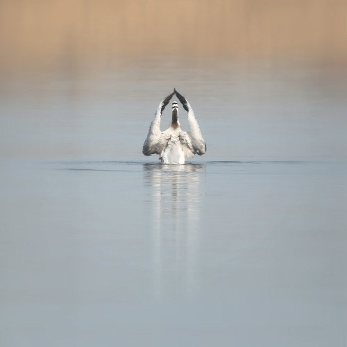 10295_indische-gans_anser-indicus