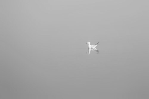 50375_kokmeeuw_chroicocephalus-ridibundus
