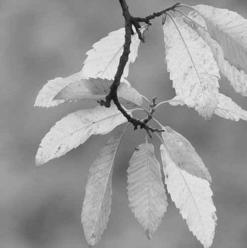50705_tamme-kastanje_castanea-sativa