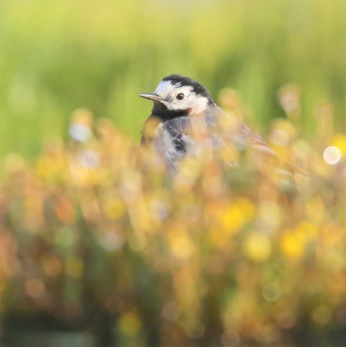 10888_witte-kwikstaart_motacilla-alba