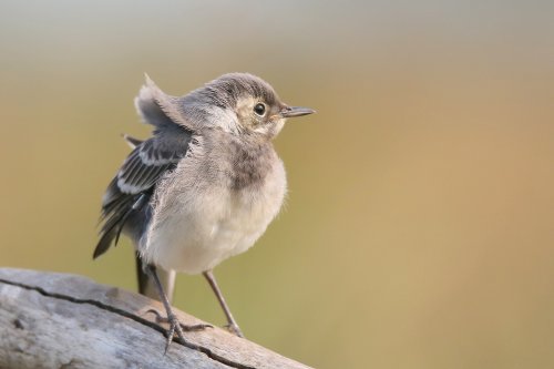 10889_witte-kwikstaart-juveniel_motacilla-alba