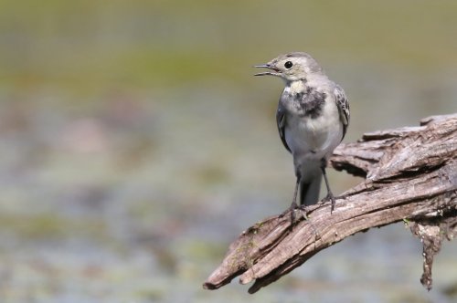 10890_witte-kwikstaart-juveniel_motacilla-alba