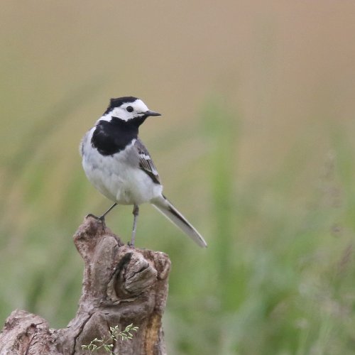 10887_witte-kwikstaart_motacilla-alba