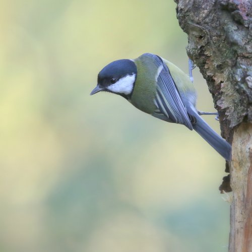 10367_koolmees_parus_major