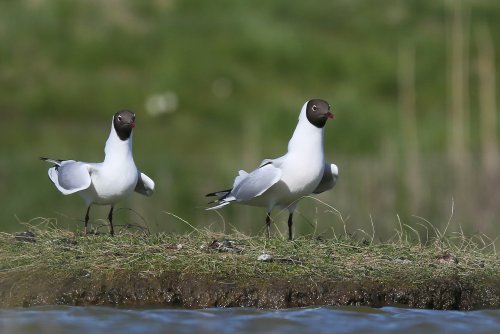 10365_kokmeeuw-balts_chroicocephalus-ridibundus
