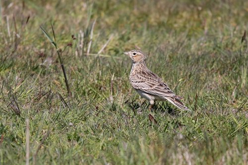 10804_veldleeuwerik_alauda-arvensis