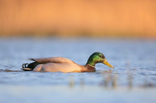 10880_wilde-eend-man_anas-platyrhynchos
